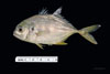 Juvenile Leiostomus xanthurus - Spot, SEAMAP collections